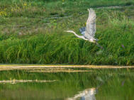 Naturreservat Alte Elbe / Jürgen Geyer