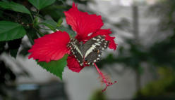 Titel / Autor(in): Schmetterling in rot / Ulrich Schneider