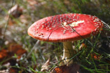 Titel / Autor(in): Fliegenpilz / Astrid Schreiber